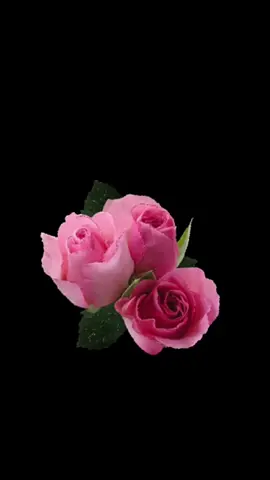 #creatorsearchinsights #tiktok #explorer #music 