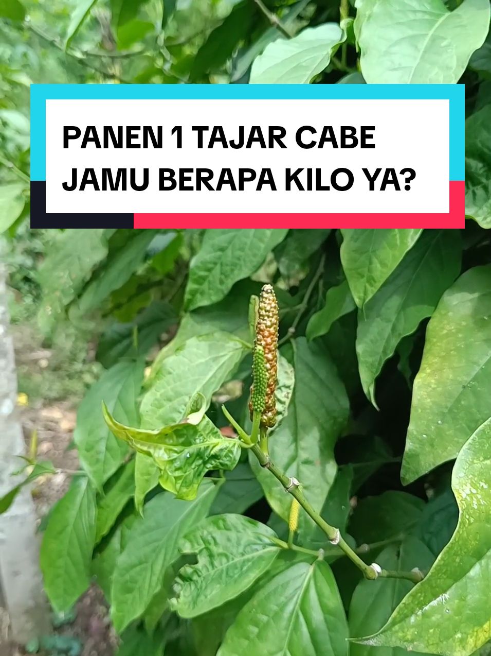 1 Tajar Cabe Jamu Bisa Menghasilkan Berapa Kilo ya? #cabejamu 