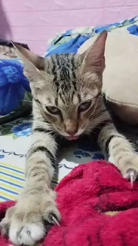 Làm nhiều cái khó coi quá con oiiii #meow #cute 