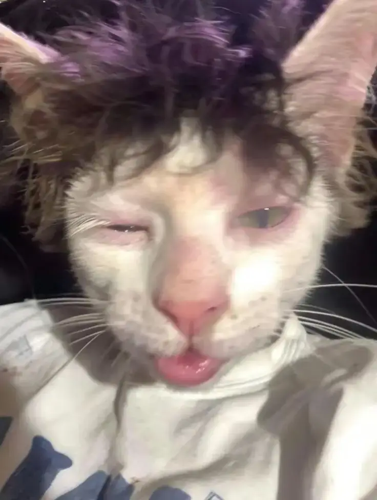 #phuocesuzok là sao ta 