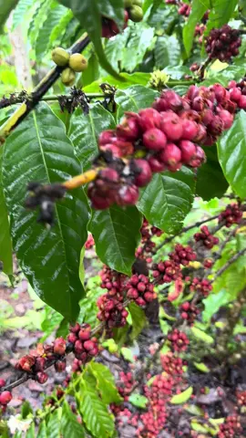 Daklak mưa thúi đất 🥲 cà rụng đỏ gốc 😖😖 #xh #xuhuong #daklak #daklak47 #47daklak 