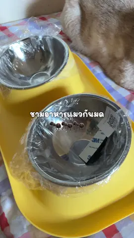 😸ชามอาหารแมวกันมด ชามแมว 2 หลุม 4สีชามอาหารแมว มาพร้อมชามแสตนเลส ถอดล้างได้ ชามกันมด สุนัข #เปิดการมองเห็น #เทรนด์วันนี้ #แมวน่ารัก #ของใช้สัตว์เลี้ยง 