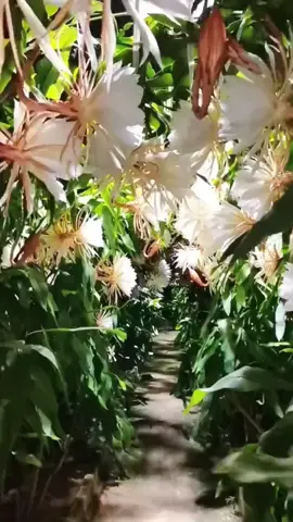 Khoảnh khắc choáng ngợp trước vẻ đẹp của loài hoa quỳnh #tuyếtđoan #xuongrong #gửi #vườntết #yêuhoa #hoadep #hoa #trongcay #lamvuon #thiennhien #xuongrongechino #xuongronglobi #liphop #xanh #xuhuong #Hà Nội #hồ chí minh #Sài Gòn #đà Nẵng #tôiyeuvietnam #daihocbachkhoa #câycây #yeucay #tichcuc #anhtôi #kiến trúc #vuotgiangkho #xuongrongNopal #xuongrongmexico #anxuongrong #tronghoa #hoadep #yêuhoa #thegioihoaxuongrong #xuongrongvietnam #manhmenhuxuongrong #tinhanoi #trongcay #thugian #yeudoi #xuongrongholy