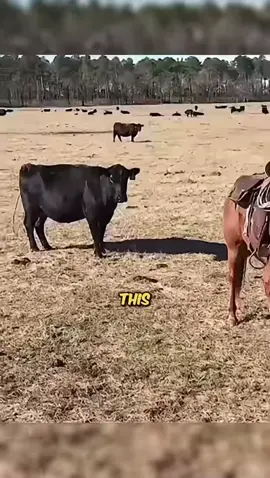 Horse protects owner