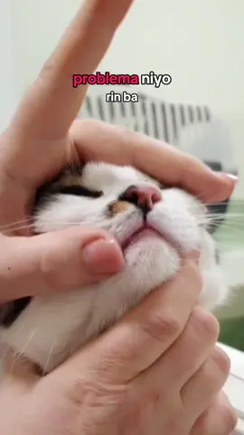 Maintain your cat dental health with this mouthwash. Tanggal dragon breath nila dito. #petsup #petsuppetmouthwash #petsupprobioticpetmouthwash #petmouthwash #petbadbreath #catsoftiktok #fyp 