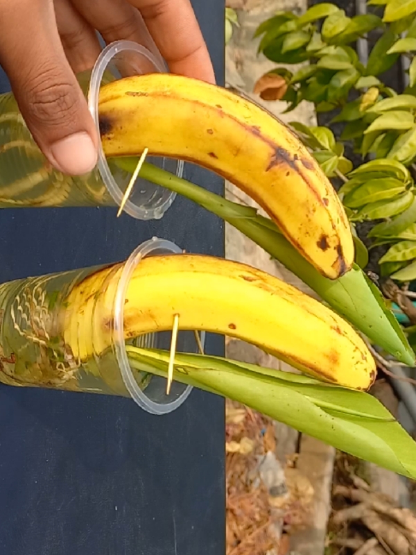 Best & easy way to grow banana plant at home from fruit ##banana #plants #grow #garden #PlantCare  #IndoorPlants   #GreenLiving  #PlantLover  #PlantAddict   #Gardening  #HousePlants   #PlantCommunity #PlantParent   #UrbanJungle   #PlantGoals   #GardenInspiration   #PlantsMakePeopleHappy  #NatureLovers   #PlantTherapy #GreenThumb   #PlantCollection  #natureathome   #HomeGarden  #PlantStyling   #LeafLover   #PlantLife  #PlantOfTheDay   #GrowYourOwn #Botanical   #PlantObsessed  #PlantGang  #Succulents #GreenHome   #PlantDecor   #PlantInspiration  #PlantFam  #HousePlantClub  #IndoorJungle  #PlantFriends  #HappyPlants   #PlantPower   #GardeningLife   #GoGreen   #FreshPlants  #PlantPerfection  #PlantVibes  #FlowerPower   #EcoFriendly  #PlantDaily   #HousePlantHome   #NatureGram   #PlantGoals   #HomeGreenery   #PlantLove 