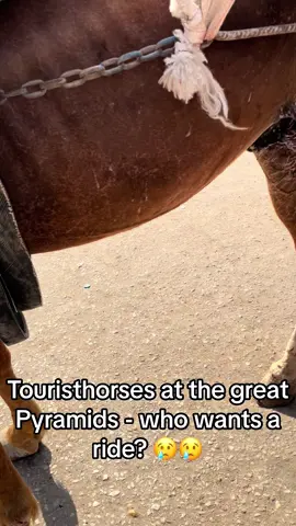Please help us so we can help the horses in Egypt. Follow on Facebook - Tegan Joke Vanderpost ❤️❤️ Good Karma Sanctuary ❤️🐴#animalabusiveneedstostop #horse #helpanimals #loveanimal #pyramidernaigiza #animalrescue #elskerdyr #horselover #hest #horseriding #animalabusingiswrong #horsesontiktok #tourist #helpanimalsinneed #egypttourism #pyramid #pyramids #horsecarriage #horseclinic #vetenarian #vettech #animalclinic #donationsneeded 