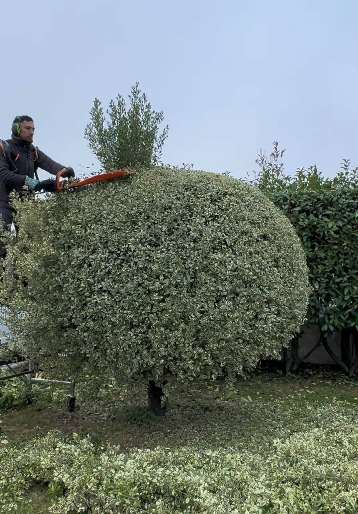 ⚔️ Boule de Noël 🎄#noel #christmas #satisfyingvideo #asmr #transformation #asmrvideo #relaxing #relaxingvideos #jardinier #paysagiste #france #hedge #trimmer #mower #pellenc #pellencgroup #hélion 