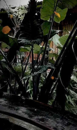 Mưa dầm 1 tuần rồi 😩 nắng dùm dc khum chứ ntn đói mất #xuhuongtiktok #LearnOnTikTok 