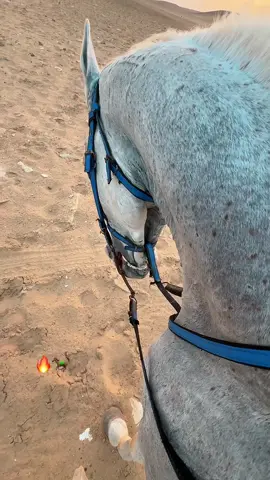#خيل_وخياله🐎 #خيل #خيل🐎 #خيول #horse #horseriding #fyp #fypp #viral_video 