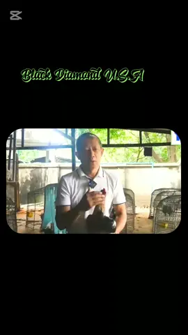 #VoiceEffects ယူသုံးလို့ရပြီ  #blackdiamondusa #RTking #တိုက်ကြက်ဝါသနာရှင်ညီအကိုများမဂ်လာဗျာ 