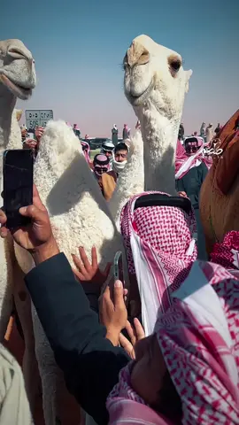 سننابي kn_14 .. #ابن_جخدب #المفاريد #الوضح #قحطان #المزاين #الصياهد #النخبه #فردي #فرديات #الفردي #اكسبلور #الشعب_الصيني_ماله_حل😂😂 #viral 