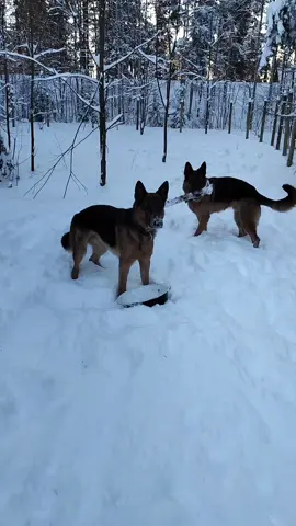No nyt on lunta.. Koirat taitaakin olla ainoot jotka täällä siitä nauttii 🙄 #gsd #koirat #talvi #lumi