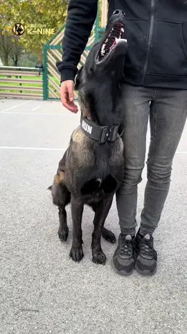 Focus et concentration 🎯 #belgianmalinois #DogTraining #doglovers #chien #tactiqueknine #educationcanine #obeissancecanine #tricksdog #tipsandtricks #malinois 