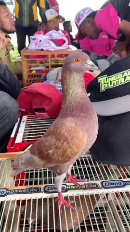 🕊️MINATO begitu indah kinerjamu hari ini nak 🔥😍 #p3mkbi #merpatiindonesia #merpatiwonosobo #merpatilovers🕊 #merpatikolongpekalongan #merpatilosdor #fyp #fypシ #foryou #fypシ゚viral #fypage #fyppppppppppppppppppppppp #fypdongggggggg #fypシ゚ #fyptiktok 