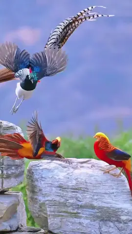 Happy weekend! Watch these stunningly beautiful and colorful birds from China—the majestic Diamond Pheasant and Golden Pheasant. Which one would you choose as your favorite? Let me know in comment!! 🎥: @wildsafarisaga (Instagram) ©️🇳🇵🇨🇳 🇹🇭  #birds #birdphotography #NaturePhotography #Nikon #NatureBeautiful #VIDEO #wildearth