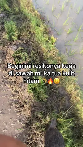 #fyppppppppppppppppppppppp #anakpetani🌾 #katakatastorywa_ #paggalungjikesi #storytime #bugistiktok #sidrap📍 #galan27⚡ 