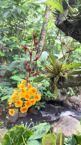 #goodkarmaland #orchids #peaceful 