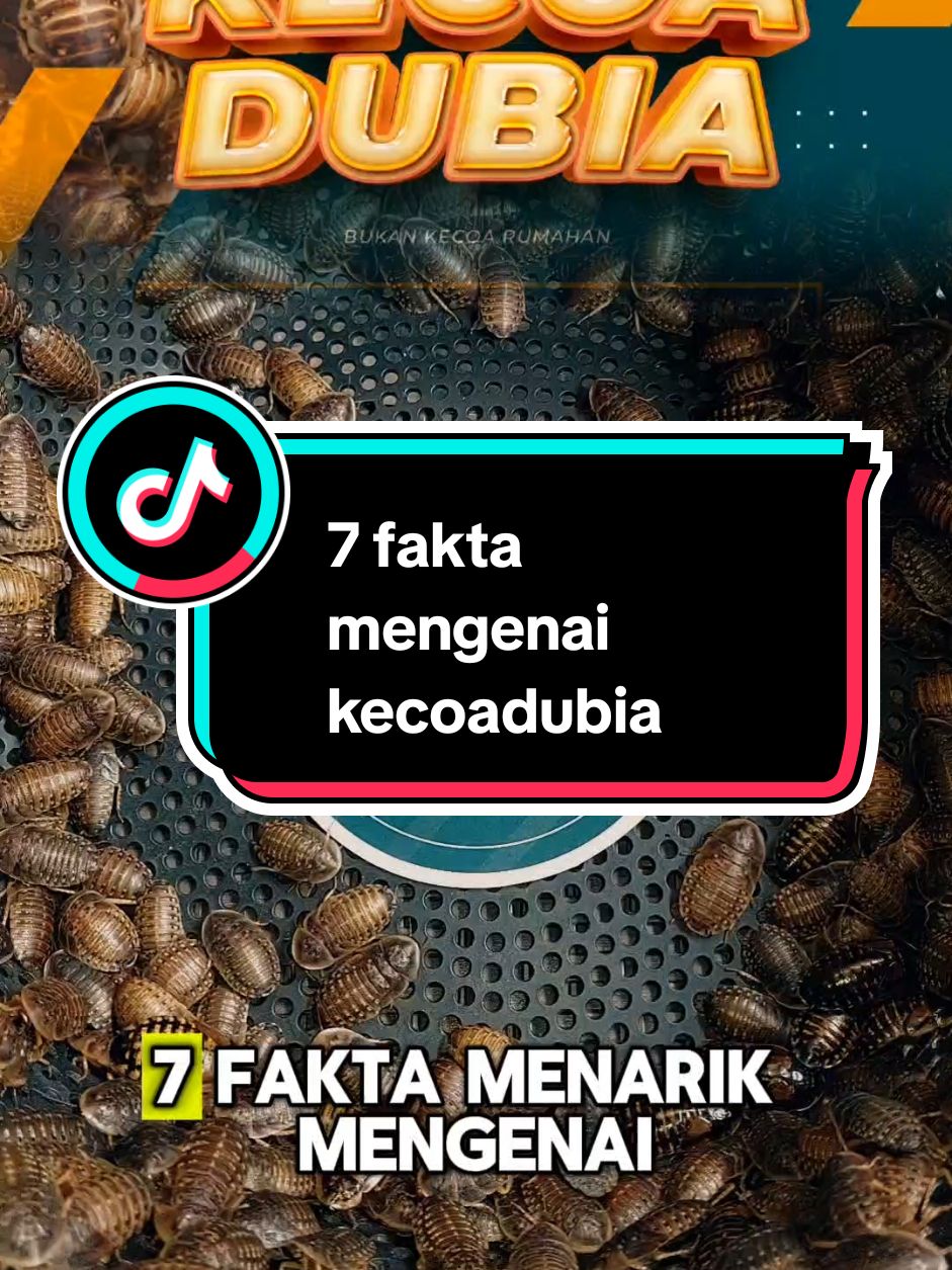7 fakta menarik mengenai kecoa dubia  1. Habitat Asli Kecoa dubia berasal dari Amerika Selatan, khususnya kawasan tropis seperti Brasil dan Argentina. Mereka hidup di lingkungan lembap dengan suhu hangat. 2. Tidak Bisa Terbang Meskipun memiliki sayap, kecoa dubia tidak bisa terbang. Sayapnya lebih berfungsi untuk melindungi tubuh mereka. 3. Hewan Nokturnal Kecoa dubia adalah hewan nokturnal, yang berarti mereka lebih aktif pada malam hari. Di siang hari, mereka cenderung bersembunyi. 4. Sumber Pakan Ideal untuk Hewan Peliharaan Kecoa dubia sering digunakan sebagai pakan untuk reptil, burung, dan ikan karena kandungan nutrisinya yang tinggi, rendah lemak, dan mudah dicerna. 5. Tidak Berbau dan Tidak Agresif Dibandingkan kecoa rumah, kecoa dubia tidak memiliki bau yang menyengat, tidak merusak lingkungan sekitar, dan tidak agresif. 6. Berkembang Biak dengan Vivipar Kecoa dubia termasuk serangga vivipar, artinya mereka melahirkan nimfa hidup, bukan bertelur seperti kecoa pada umumnya. 7. Tahan terhadap Berbagai Kondisi Kecoa dubia dikenal tahan terhadap perubahan lingkungan. Mereka dapat bertahan hidup tanpa makanan selama beberapa minggu asalkan memiliki akses ke air. Kecoa dubia juga populer di kalangan penghobi reptil karena pemeliharaannya yang mudah dan manfaatnya sebagai pakan berkualitas tinggi. Kecoa dubia ini juga bisa di pesan  di juragankecoadubia jogja. Insyaallah amanah dan bergaransi. Maturnuwun. #juragankecoadubia #MerawatKecoaDubia #PakanHewanPeliharaan 