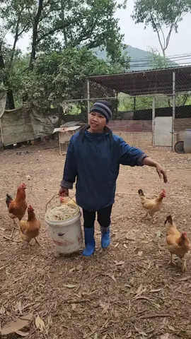 Mùa đông lạnh thiếu rau ta sẽ bổ sung thêm chuối cho gà ăn tươi kg nên ủ nha các bạn. #gàvisinhthuthoan #xuhuong 