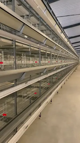 Automated vertical laying chicken cage#eggs #Raising #chicken #chickencage #assemblechickencage 