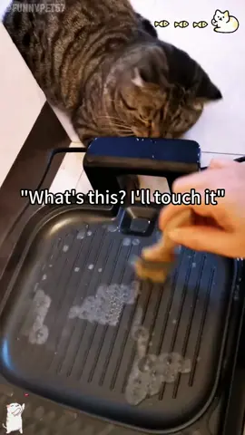 Hot hot hot 🥵#funny #foryou #foryoupage #fyp #pet #funnyvideo #funnyanimals #cat 