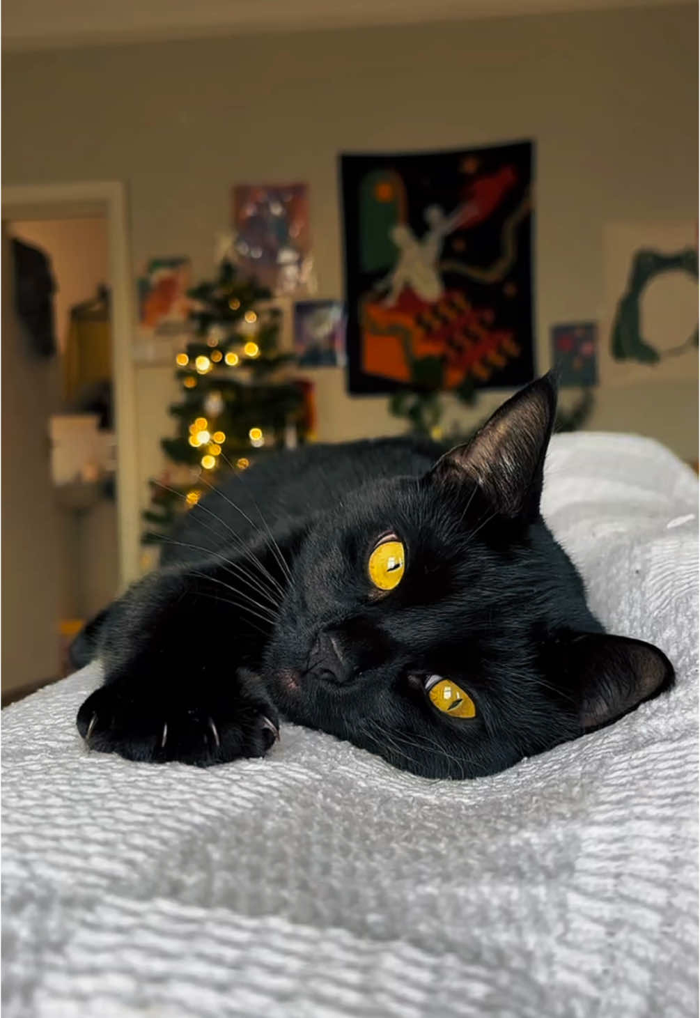 Baby Panther Bagheera . . . Someone clearly enjoyed their christmas treat hunt! A 1 X #IndestructibleKitty #bagheera #blackcat #instagood #instadaily #catreels #instacat #bombaycat #salem #cats #catsoftiktok #catlover #catstagram #catlovers #instacat #pet #cute #kitty #Love #meow #catoftheday #pets #kittens #cutecat #catlove #art #animal #cateyes #kittensoftiktok #TripawdCat #TripawdLife #TripawdStrong #BlackCatMagic #BlackCatsRule #BlackCatsOfTikTok #ResilientPets #DisabledPets #SpecialNeedsPet #ThreeLeggedCat #CatsOfInstagram #PetInfluencer #AdoptDontShop #Petstagram #CatLife #CatDaily #CatsOfTheWorld #FurryFriends #LoveMyPet #PetPersonality #CatLoversClub #AdventureCat #PetTikTok #TheMeowClub #christmas #christmascat #christmastree