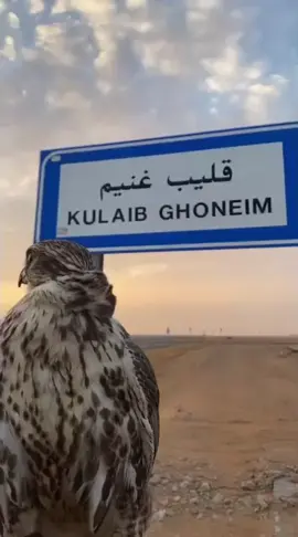 #اقتباسات #قليب_غنيم #fypシ゚viral  ديرت العود 