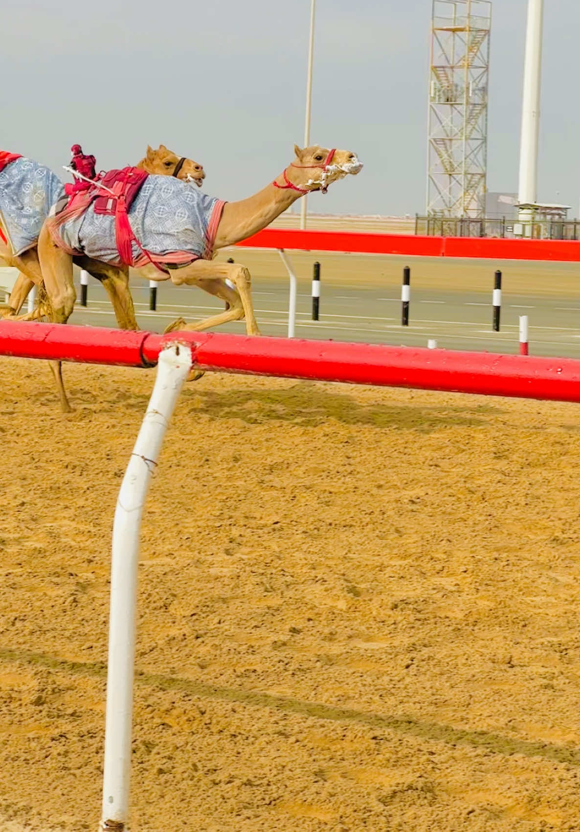 #foryoupage #foryou #greenscreen #gorwaccunt🙏💞 #alian #sudiarabia🇸🇦 #mrmom #uae #dubai #qutar #sharjah #suhan #abudhabi #raslkhaima #fojerah #ajman #oman #Alain @Zulfi mahar @Zulfiquar Mahar @Abdul Razzaq Dars @shareef @Fårøøqûé Máháŕ @camels work🐪🐪  @Al Wathba camels 