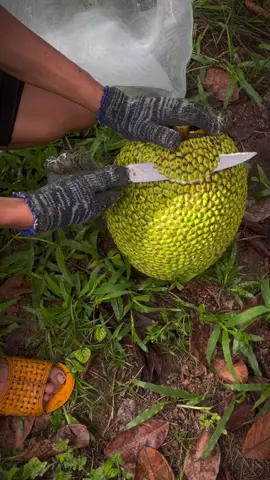 cắt rồi mới hỏi😆😆hên lúc này mít rẻ chứ hk đền đúi luôn🤣🤣#mitruotdo #trendingtiktok #viral #trendingtiktok #nongnghiep 