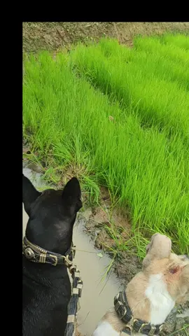 tanjung ampalu sabana sero mak