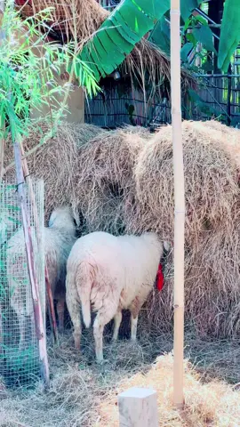 #ferncafesiemreap #ferncafe #foryourpage #foryoupage #fyp #cambodia🇰🇭 #khmertiktok 