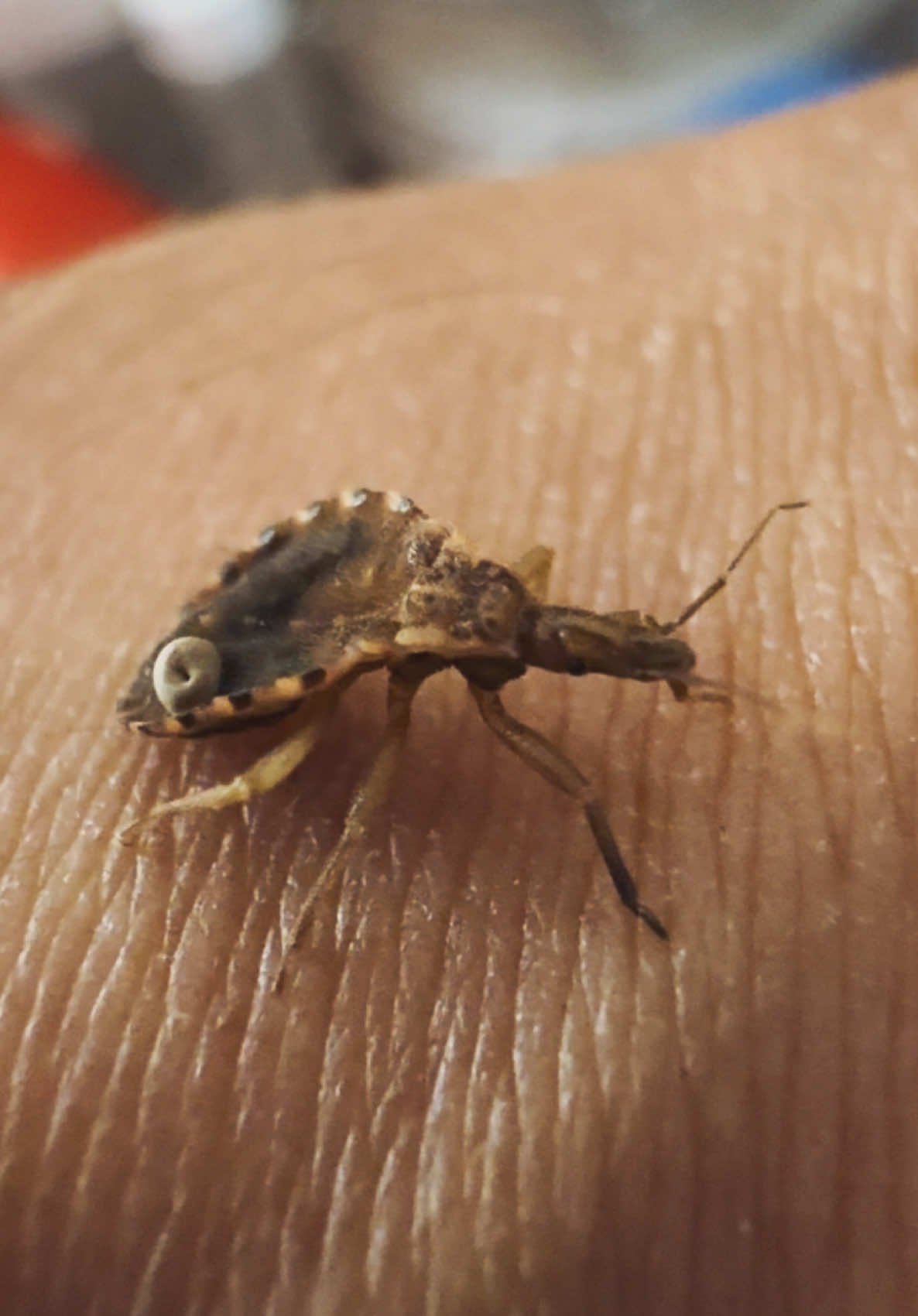 #chinchebesucona #enfermedaddechagas #enfermedadmortal #triatomadimidiata #enfermedadestransmitidasporvectores #entomologia #entomology #chagas 