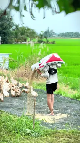 ✌️#xuhuong#2025#fyp#vittaukiengiang🦆 