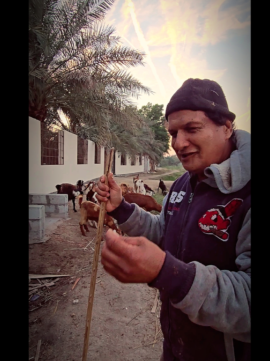 #تربية_الاغنام #الزمن_الجميل  #قديمك_نديمك #ذكريات_الزمن_الجميل #اكسبلورexplore#الخويلديه #الجش#القديح#العوامية #تاروت#صفوى#سيهات #الاوجام#البحاري#الناصرة #حلة_محيش#ام_الحمام #الملاحه#التوبي#الجاروديه #شعب_الصيني_ماله_حل#المنيرة #الرياض_جده_مكه_الدمام_المدينه #سنابس_الربيعيه_الشاطي_المزروع_تركيا#قطر#عمان#الكويت#البحرين