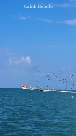 Hall fariin ireeb🇸🇴📍🙏 #laasqoray #soomalitiktok #fyp #fypviral #puntlander🇸🇱 #funny #fypage #traveltiktok #somaali #sanaag #makhirstate🇧🇸 #fyppp #fypviraltiktok🖤シ゚☆ #sea #read #somalitiktok12 #cabdibelefle @Cawaale Koronto 🇸🇴 