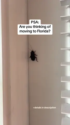 Florida is home to several species of cockroaches and palmetto bugs, many of which have wings. The American Cockroach and Smoky Brown Cockroach are strong fliers, capable of flying short to medium distances. The German Cockroach, Brown-Banded Cockroach, and Florida Woods Cockroach have wings but are weak fliers, often gliding only short distances when disturbed. While the term 