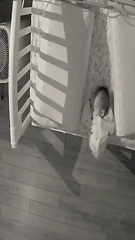 #honorwalk #Love #fyp 