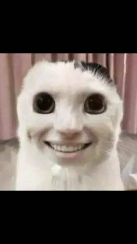 essaye de pas sourire 😁 #dankmemes #catmemes #chat #brainrot #offlain #humour #sourire 