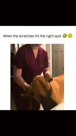 Funny and cute dogs compilation 🤣 🐕 #funnydog #funnypet #cutedog #dogsoftiktok #dog 