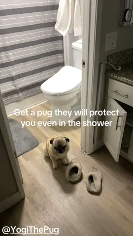 @Yogi The Pug  gaurding the queen