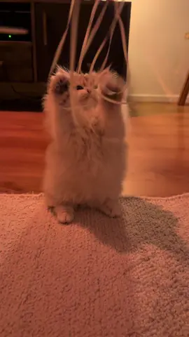 GUUS ❤️ #cat #kitten #kittensoftiktok #cute #Love #baby #bluegoldenshaded #british #longhair #britishlonghair 
