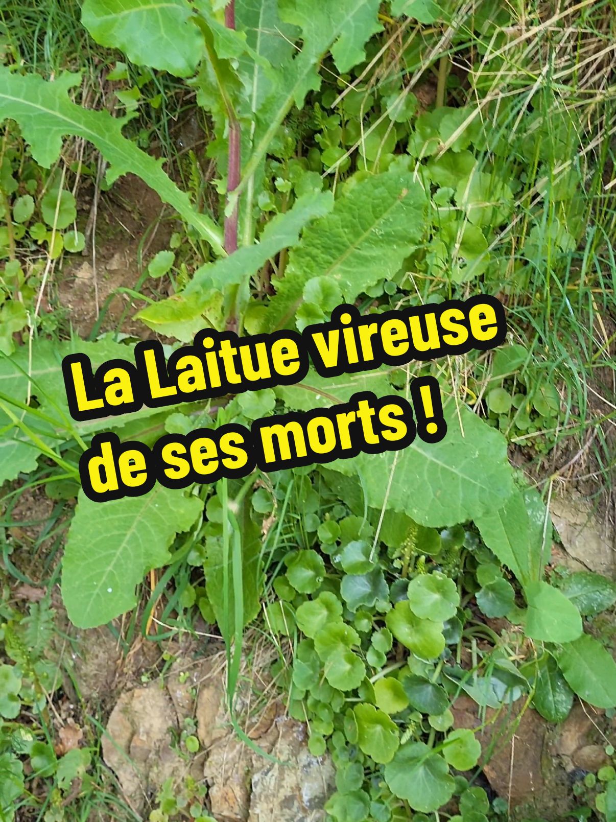 la Laitue vireuse ( Lactuca virosa ) est une plante sedative et hypnotique parfaitement légale. Sa consommation modéré aide à améliorer la qualité du sommeil. Il est dailleur possible de fabriquer une résine avec cette plante afin de concentrer la lactucine et avoir un effet doux et calmant.  #nature #laituevireuse #plante #plantemedicinale #plantesauvagecomestible #cueillettesauvage #cueillette #sedative #hypnotique #calmante 