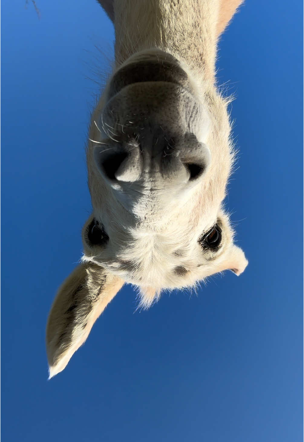 Hey ♥️