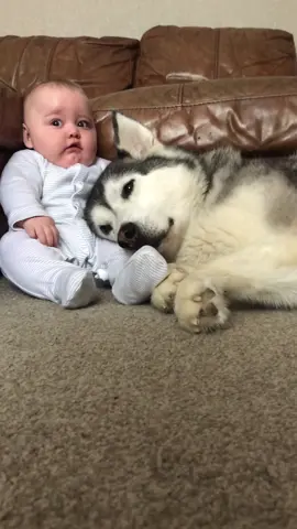 Memories last forever💙. #huskylife #husky #huskies #huskyandbaby #dog #dogs #dogvideo #cutedogs #cutevideo #bestfriend #siberianhusky #siberianhuskies #milperthusky #timelapse #storytime #millieanddaisy #memories 