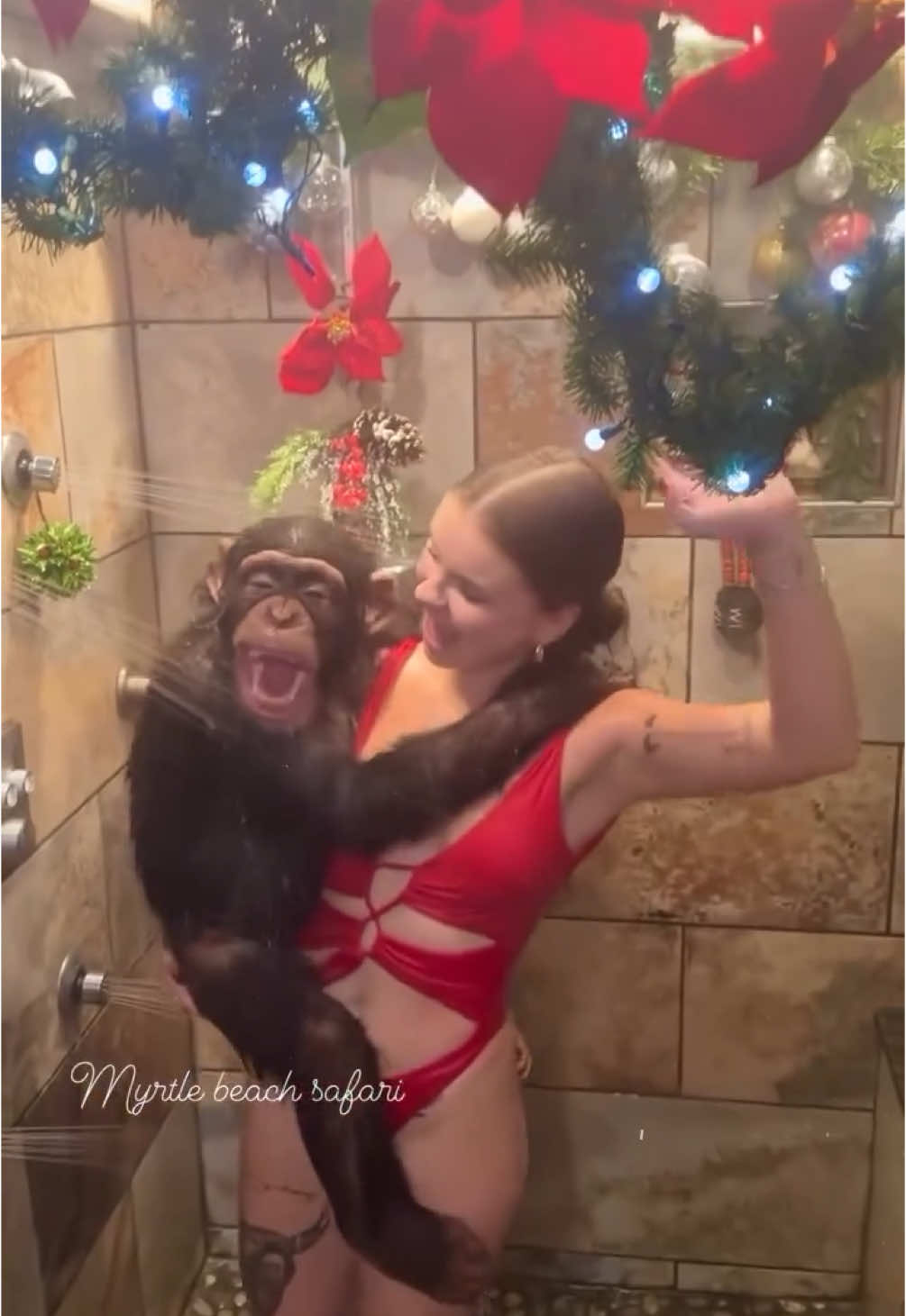 ❤️🎄CHRISTMAS SHOWER🎄❤️   • • • We’re celebrating Christmas time over here with a super fun Christmas theme shower with a jelly Santa Claus soap🎅🏻❤️ • • • #chimpanzee #chimps #apes #cuteanimals #animalsaddict #animals #explorepage #animals #animallover #monkey #monkeys #monkeyseemonkeydo #monkeyseemonkeydo #monkeyingaround #christmasdecor #christmastree #christmas #christmas #christmastime #christmaspajamas #Christmasshower #shower