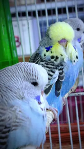 #محبين_طيور_ابادجي #متابعيني_احبكم #اكسبلورexplor #اللهم_صل_على_محمد_وآل_محمد #شعب_الصيني_ماله_حل😂😂😂😂🤦 #متابعيني 