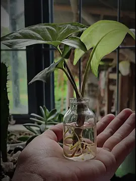 #mizanur_rahaman_azhari💓💓💓 #rejaul_korim_001 #foryou👑🔥 #islamic_template🕋🕌🥀 