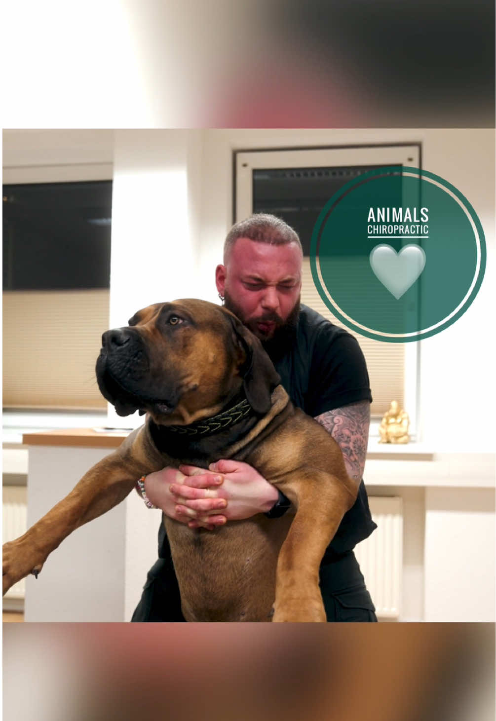 Dog paws smell like popcorn 🥰🤣🤣🤣🤣🤣🤣 Hundepfoten riechen für mich immmer nach Popcorn 🤣🤣🤣 • • • #foryou #asmr #animals #tiere #chiropractortiktok #türkiye #hundevideos #chiropractic #help #hund #Love #dogsoftiktok 