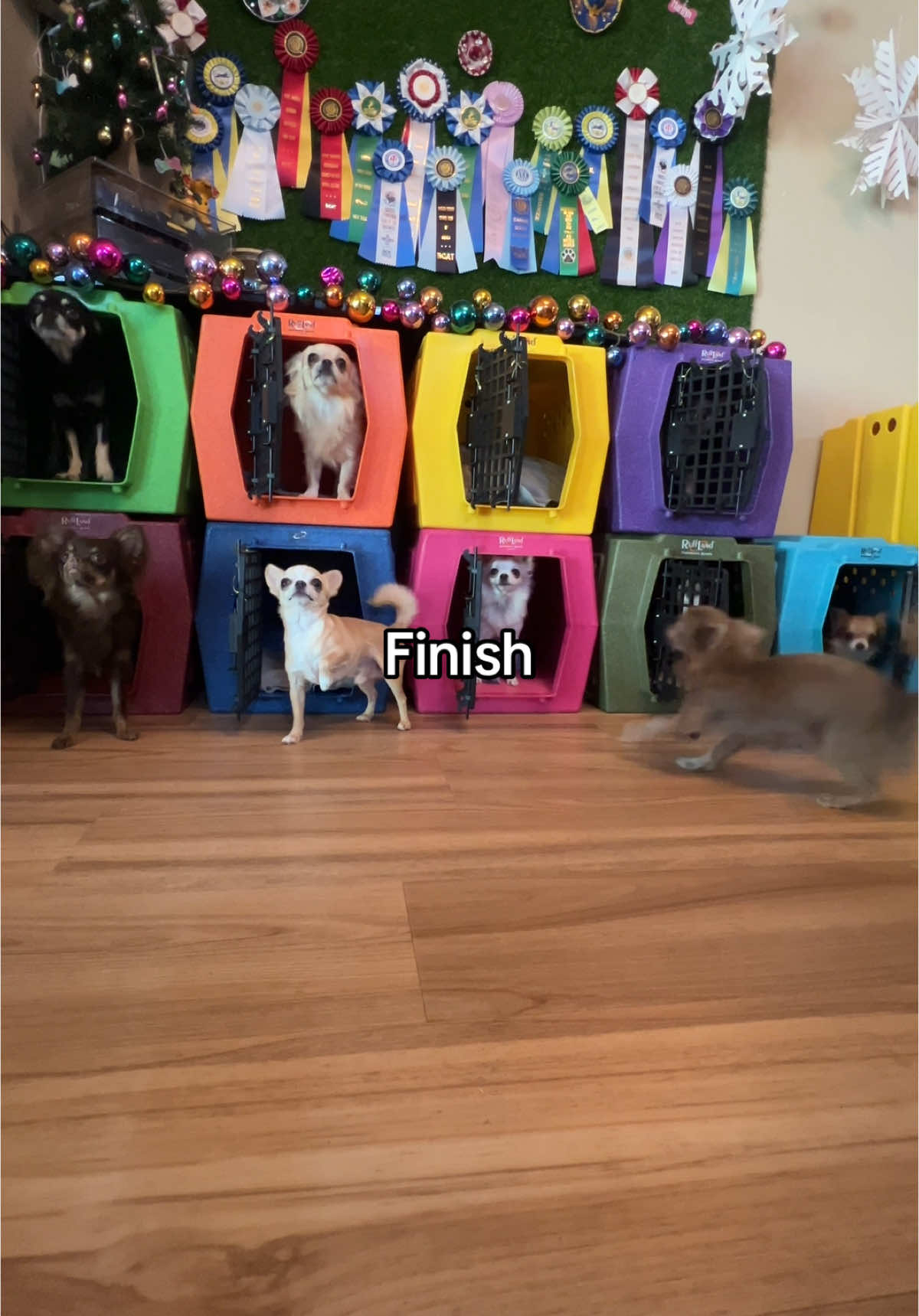 Clean the chihuahua corner with me🧽🪣 #rufflandkennels #chihuahuas #CleanTok 